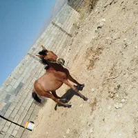 گمشده مادیان اسب