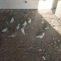 کبوتر ۸۰ تا ۱۵۰|پرنده|جیرفت, |دیوار