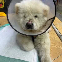 چاو چاو|سگ|رشت, جهاد|دیوار