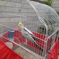 عروس هلندی سخنگو