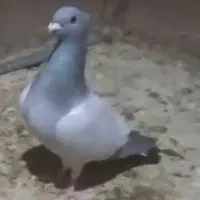 کاکلی یا تاجی پلاکی نر|پرنده|شیراز, لاله|دیوار