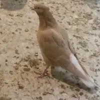 زرد دم سفید ماده رنگی