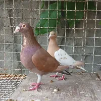 کفتر مسافتی کارل میولمنز پلاکی