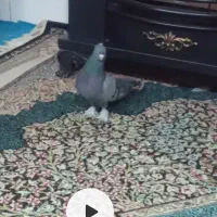 سبز کلایی پرپا نر