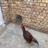 خروس لاری|حیوانات مزرعه|تاکستان, |دیوار