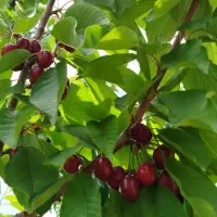 ویلا. باغ کشاورزی|فروش زمین و ملک کلنگی|شاهین‌شهر, فردوسی|دیوار