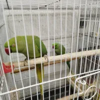 عروس علندی و مرغ عشق