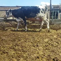 تلیسه تازه زا