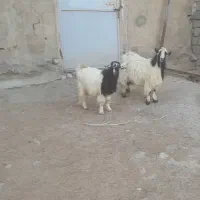 بزغاله