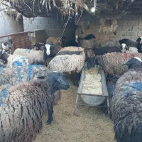 گوسفند میش قصر چاق(بره نر)سهیلیه لشگرآباد