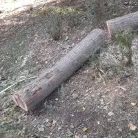 خرید چوب به صورت عمده