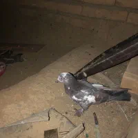 کفتر فروشی