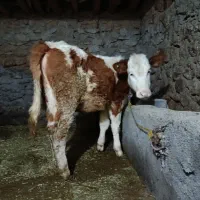 گوساله سمینتال اصل