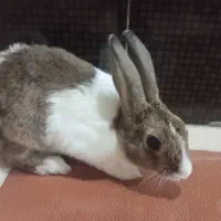 خرگوش نر|موش و خرگوش|بندر ماهشهر, |دیوار