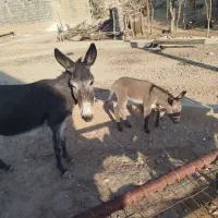 فروش الاغ