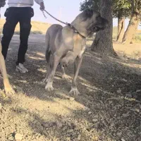 سگ ماده سرابی اصیل