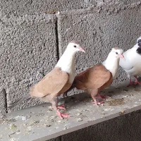 سه عدد کبوتر خوشگل