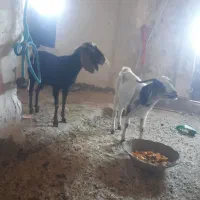 دوعد بز جوان چاق|حیوانات مزرعه|خواف, |دیوار