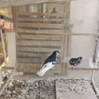 کفتر افغانیافشون نر ماده|پرنده|فشاپویه, |دیوار