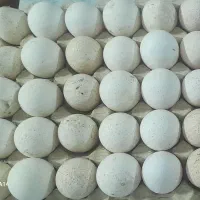 تخم بوقلمون