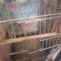 کوتوله برزیلی با قفس