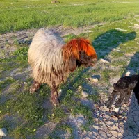 میش داشتی|حیوانات مزرعه|مسجد سلیمان, |دیوار