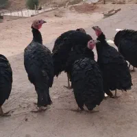 فروش بوقلمون ۶ماهه هم ماده هم نر|حیوانات مزرعه|منج, |دیوار