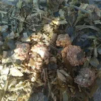 ذرت علوفه|عمده‌فروشی|قره چای, |دیوار