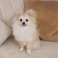 واگذاری پامر میکس غیر رایگان