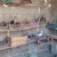 فروش کبوتر طوقی و ارشینگل در شهر جم|پرنده|جم, |دیوار