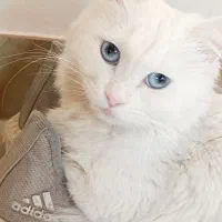 گربه ای مینیاتور