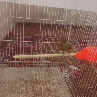 دوجفت قناری