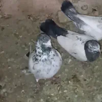 کبوتر پرشی اس