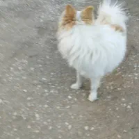 سگ خانگی اهلی