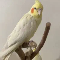 قرعه کشی عروس هلندی
