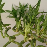 فروش پتوس ،بامبو.خاکبرگ و عود|گل و گیاه طبیعی|خورموج, |دیوار