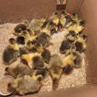 جوجه غاز و قو غاز .تخم نطفه دار غاز موجود میباشد