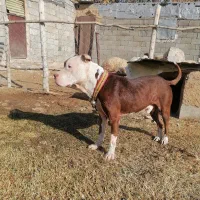 سگ استاردفورد.نر