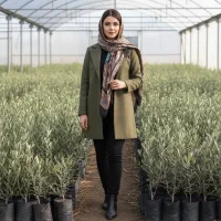 فروش نهال زیتون در رشت، ارسال مستقیم