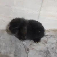 خرگوش|موش و خرگوش|کرمان, |دیوار