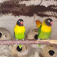 جفت کوتوله یقه زرد