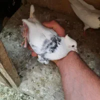 پرنده