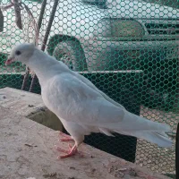 کبوتر تزیینی اصل|پرنده|شیراز, شهرک گلستان شمالی|دیوار