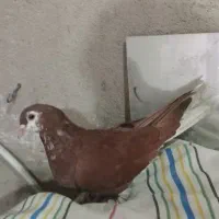 ماده شهری سرخ