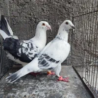 سوسکی بزک
