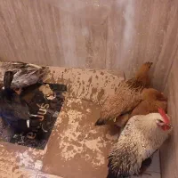 مرغ وخروس واردک