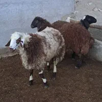 بره نر درجه یک میش قوچ بز|حیوانات مزرعه|همدان, |دیوار