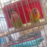 طوطی کتوله برزیلی