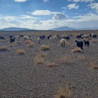 بزچپش کشتاری