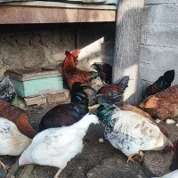 بوقلمون ،مرغ ،خروس،اردک و غاز|حیوانات مزرعه|اردبیل, |دیوار